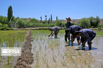 خشکسالی کشت برنج در خراسان شمالی را  به یک سوم کاهش  داد