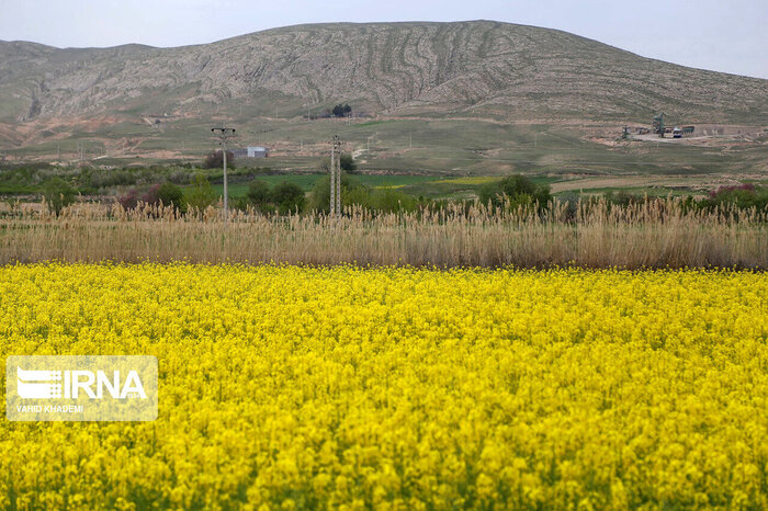 االبرز  در مسیر پیاده سازی الگوی کشت پائیزه 