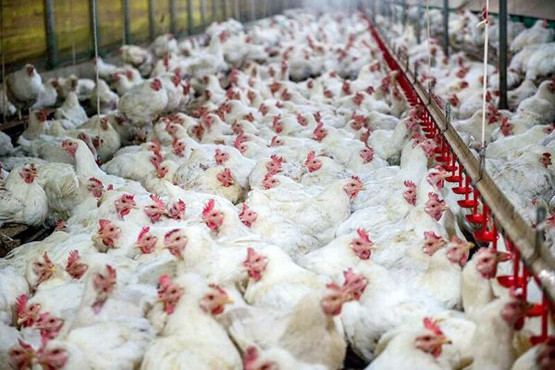 تولیدکنندگان مرغ در قزوین باید مورد حمایت قرار گیرند