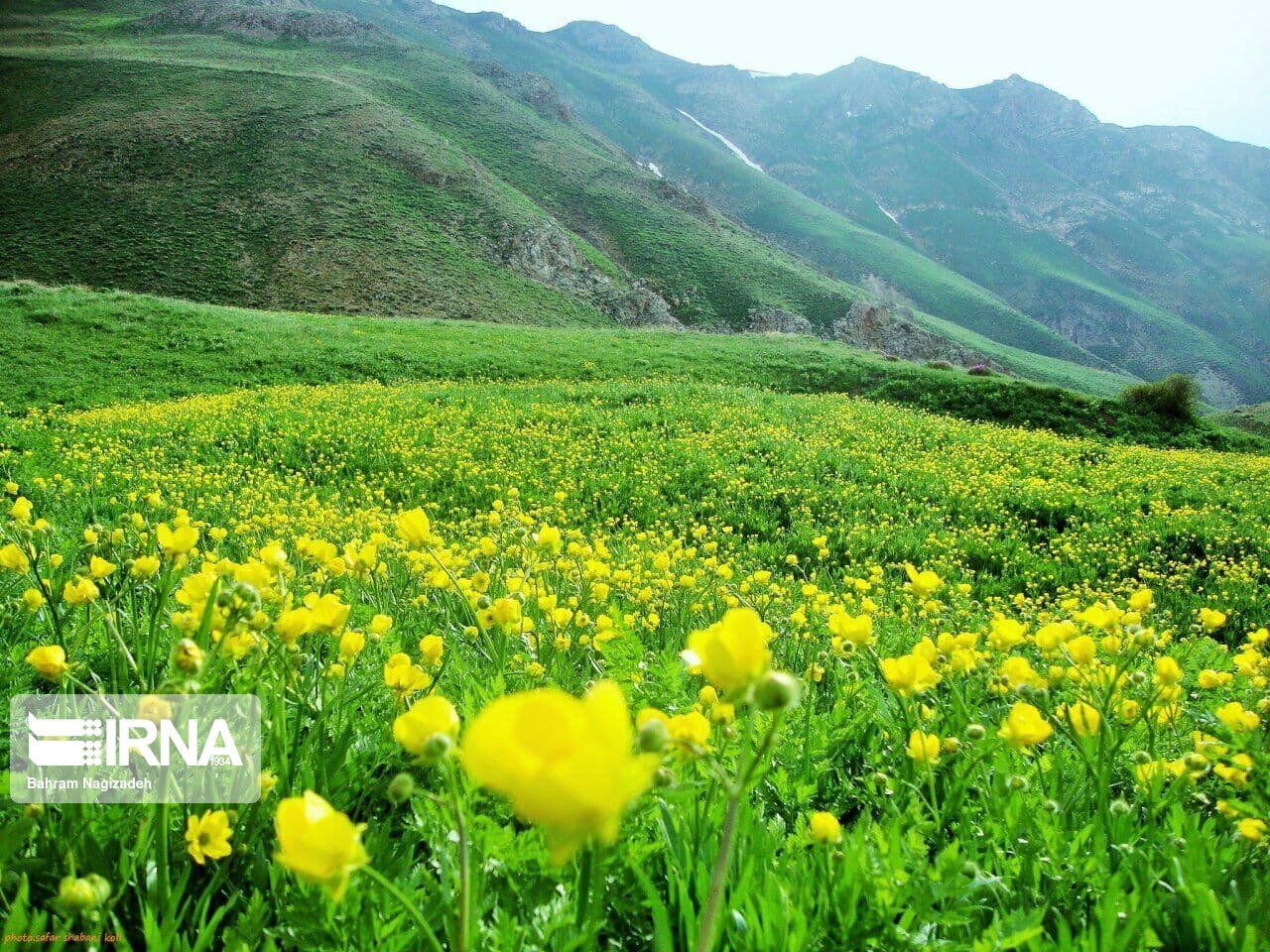 حمایت دولت از کشت گیاهان دارویی در کرمانشاه
