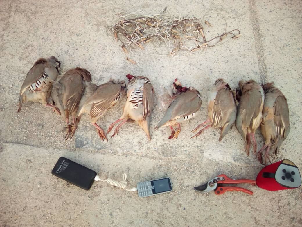 ۲ گروه متخلف شکار و زنده‌گیری پرندگان وحشی در جیرفت دستگیر شدند - ایرنا