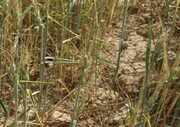 برآورد خسارت ۴ هزار میلیارد ریالی خشکسالی به گندمکاران خراسان شمالی 