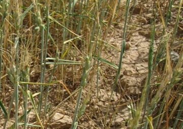 برآورد خسارت ۴ هزار میلیارد ریالی خشکسالی به گندمکاران خراسان شمالی 