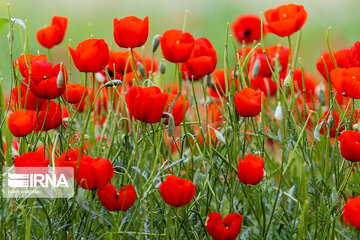 Wild anemone plain in northeastern Iran