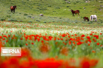 Wild anemone plain in northeastern Iran