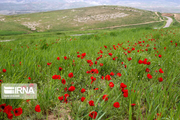 Wild anemone plain in northeastern Iran