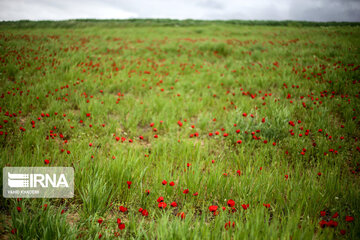 Wild anemone plain in northeastern Iran