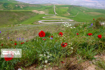 Wild anemone plain in northeastern Iran