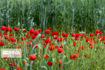 Wild anemone plain in northeastern Iran