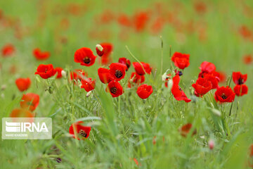 Wild anemone plain in northeastern Iran