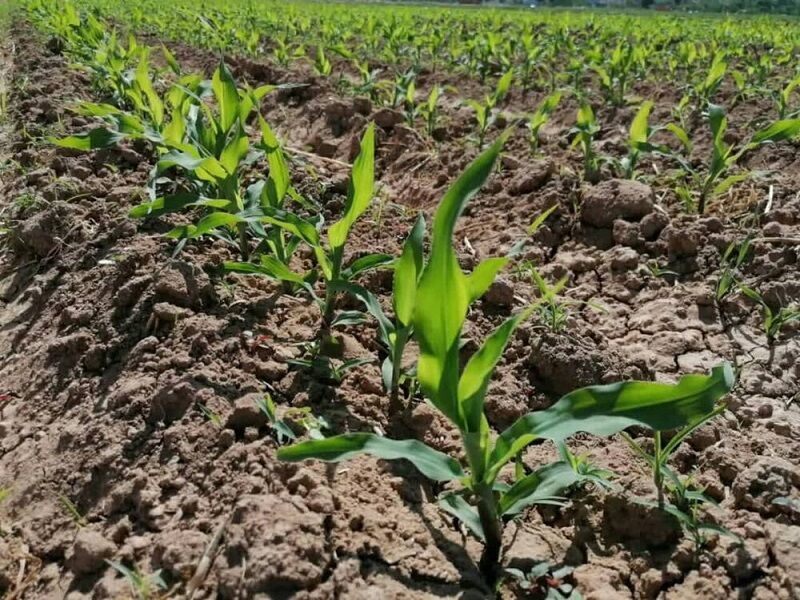 فرماندار: پنج محصول جایگزین برنج به کشاورزان دشت آزادگان معرفی شد