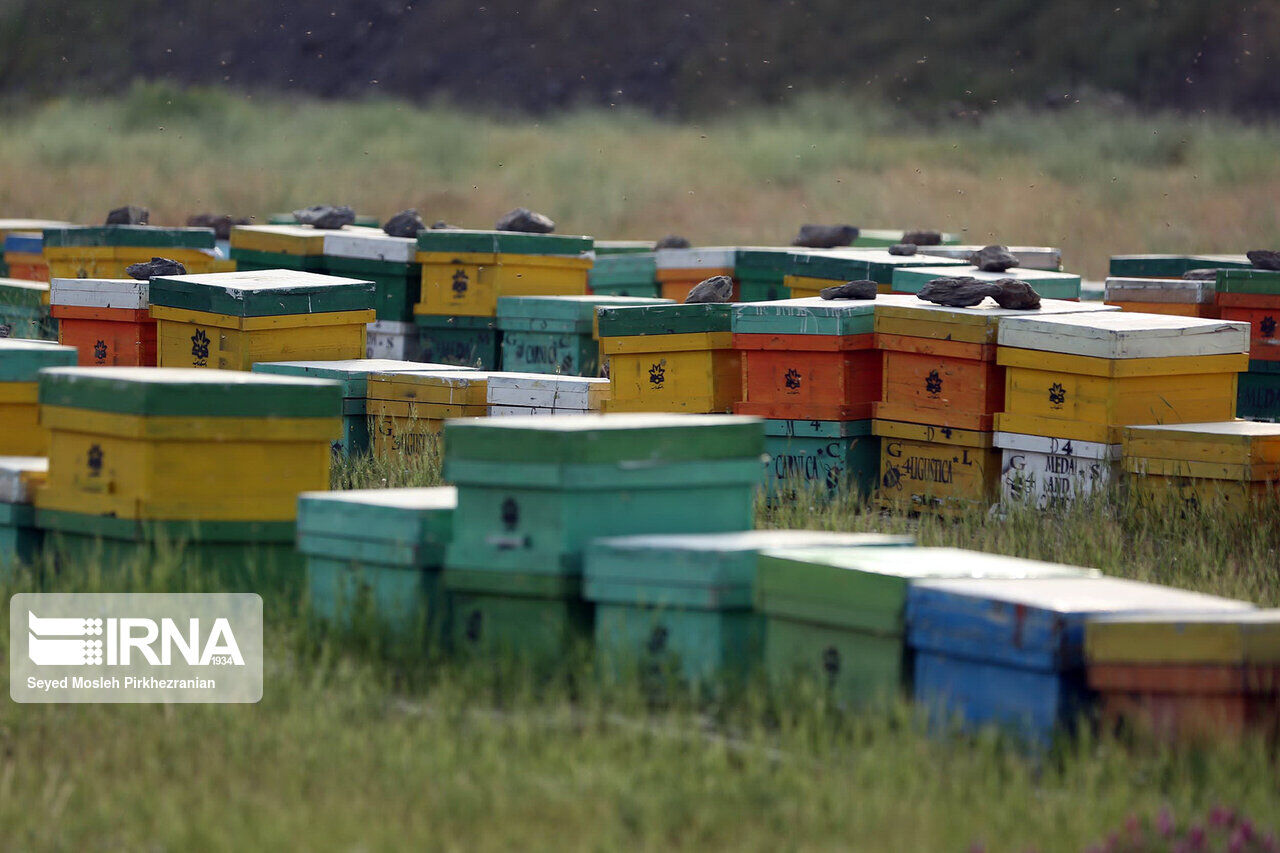 Envoy: Iran, Slovenia to further develop cooperation in beekeeping industry