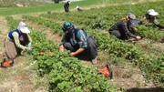 پنج رقم جدید توت فرنگی در کردستان معرفی می شود
