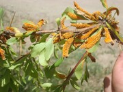 مبارزه شیمیایی با زنگ زرشک در ۲۰۰ هکتار از باغات درمیان انجام شد