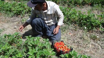 برداشت توت فرنگی در سروآباد