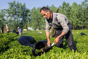 برداشت چای لاهیجان