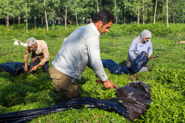 برداشت چای لاهیجان