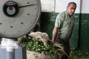 ۱۲۲ هزار تن برگ سبز چای از چایکاران شمال خریداری شد