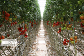 Mideast's biggest glass, hydroponic greenhouse in northwest Iran