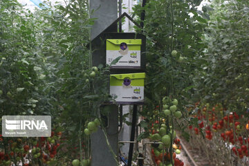 Mideast's biggest glass, hydroponic greenhouse in northwest Iran