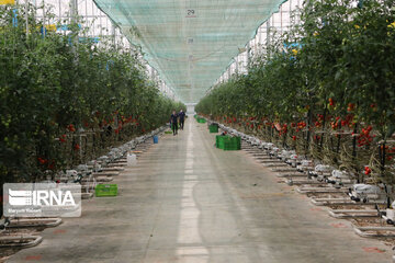 Mideast's biggest glass, hydroponic greenhouse in northwest Iran