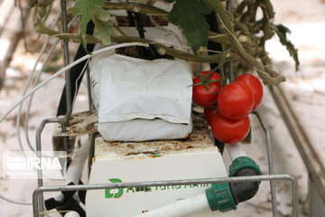 Mideast's biggest glass, hydroponic greenhouse in northwest Iran