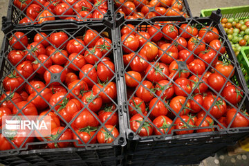 Mideast's biggest glass, hydroponic greenhouse in northwest Iran