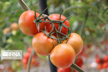 Mideast's biggest glass, hydroponic greenhouse in northwest Iran