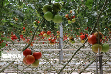 Mideast's biggest glass, hydroponic greenhouse in northwest Iran