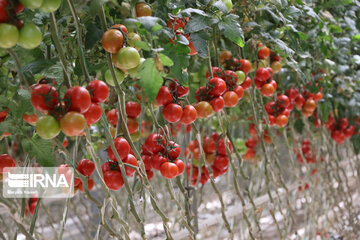 Mideast's biggest glass, hydroponic greenhouse in northwest Iran