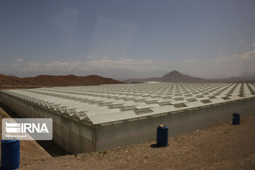 Mideast's biggest glass, hydroponic greenhouse in northwest Iran