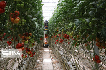 Mideast's biggest glass, hydroponic greenhouse in northwest Iran