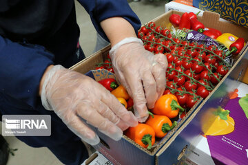 Mideast's biggest glass, hydroponic greenhouse in northwest Iran