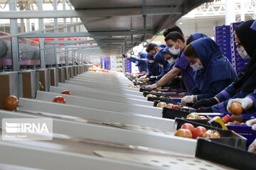 Mideast's biggest glass, hydroponic greenhouse in northwest Iran