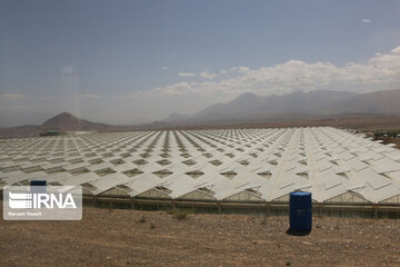 Mideast's biggest glass, hydroponic greenhouse in northwest Iran