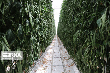 Mideast's biggest glass, hydroponic greenhouse in northwest Iran