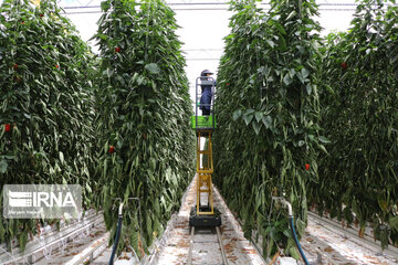 Mideast's biggest glass, hydroponic greenhouse in northwest Iran