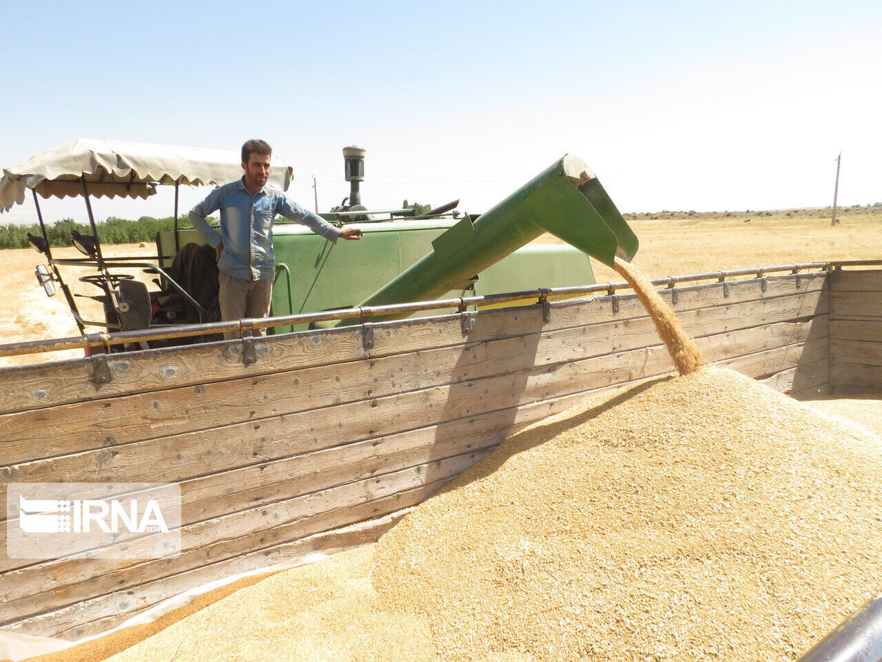 ۴۰ هزار تن گندم از مزارع شادگان برداشت شد