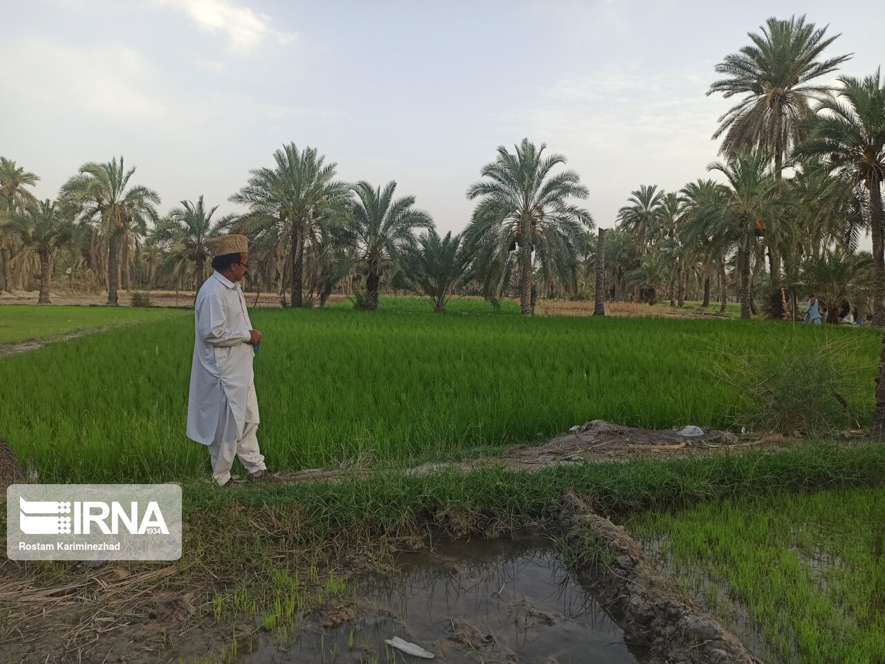 ۷۰۰ هکتار از اراضی نیکشهر به کشت برنج اختصاص یافت 
