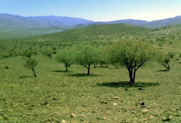 سند تک‌برگ افزون بر ۱۲۶ میلیون متر مربع جنگل در ارسنجان صادر شد