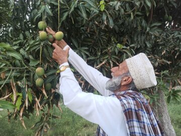 بلوچستان/ برداشت انبه سلطان میوه های گرمسیری