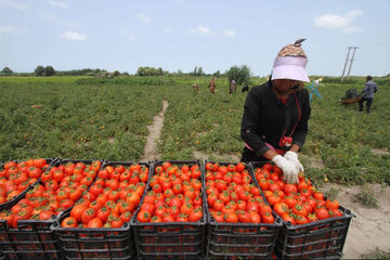 برداشت گوجه‌فرنگی از مزارع آذربایجان‌غربی آغاز شد

 