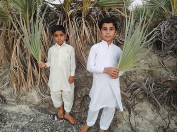 بلوچستان/ درختچه داز یا نخل وحشی
