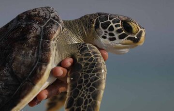 آزادی یک لاک‌پشت پس از چهار سال دوری از دریا