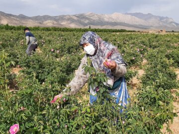 برداشت گل محمدی در مجن شاهرود