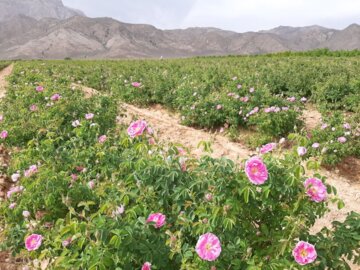 برداشت گل محمدی در مجن شاهرود