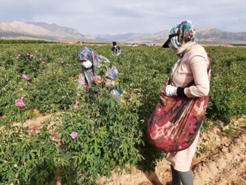 برداشت گل محمدی در مجن شاهرود