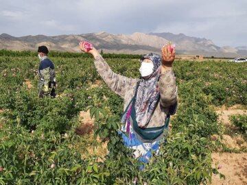 برداشت گل محمدی در مجن شاهرود