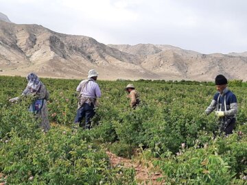 برداشت گل محمدی در مجن شاهرود