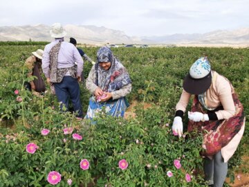 برداشت گل محمدی از گلستان‌های میامی آغاز شد